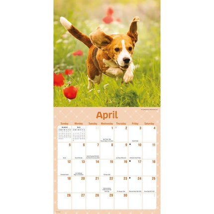 CarouselCalendars Playful Puppies Mini Kalender 2026