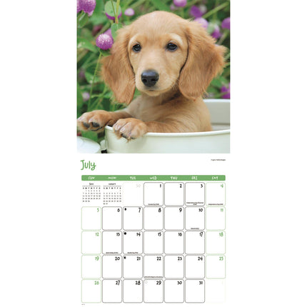 CarouselCalendars Puppies Kalender 2026