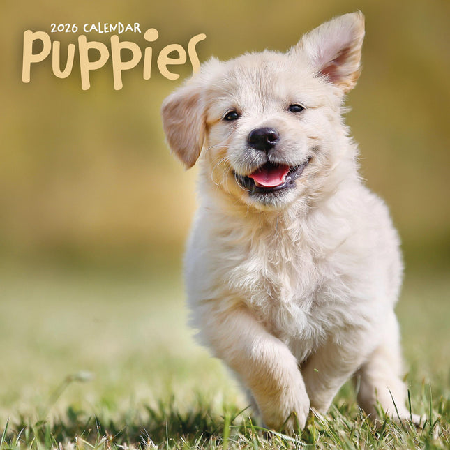 CarouselCalendars Puppies Kalender 2026