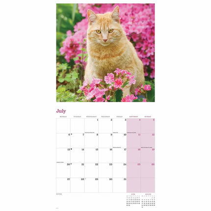 CarouselCalendars Rode Katten Kalender 2026