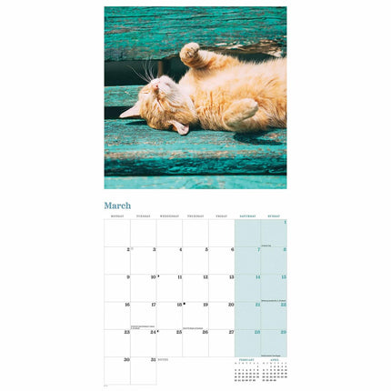 CarouselCalendars Rode Katten Kalender 2026
