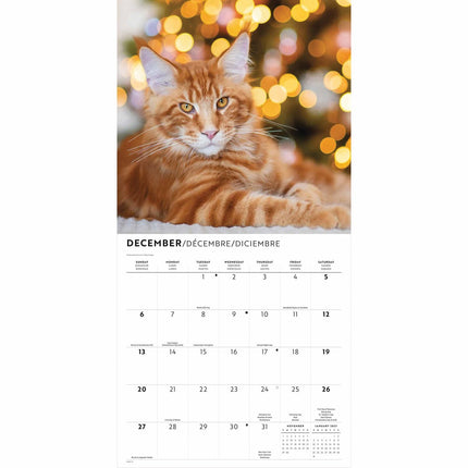 CarouselCalendars Rode Katten Kalender 2027