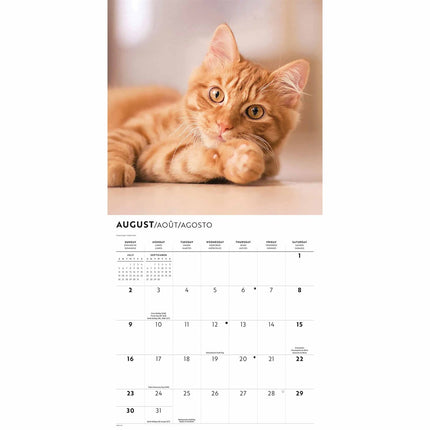 CarouselCalendars Rode Katten Kalender 2027