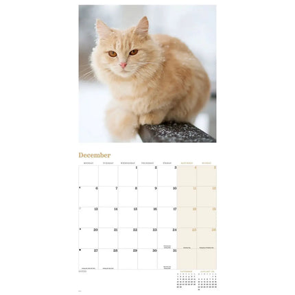 CarouselCalendars Rode Katten Kalender 2027