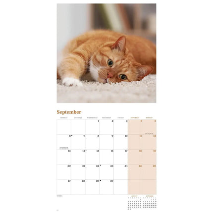 CarouselCalendars Rode Katten Kalender 2027