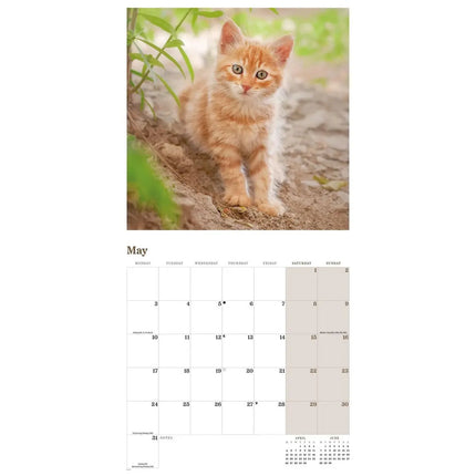 CarouselCalendars Rode Katten Kalender 2027