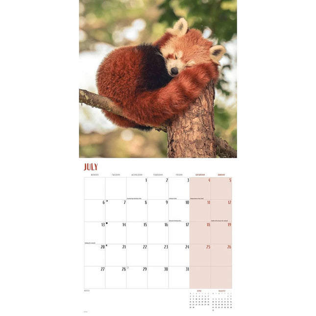 CarouselCalendars Rode Panda Kalender 2026