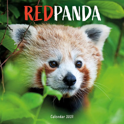 CarouselCalendars Rode Panda Kalender 2027