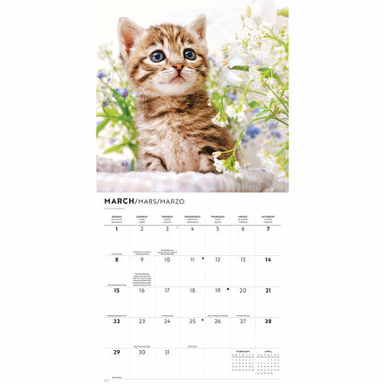 CarouselCalendars Schattige Kittens Kalender 2026
