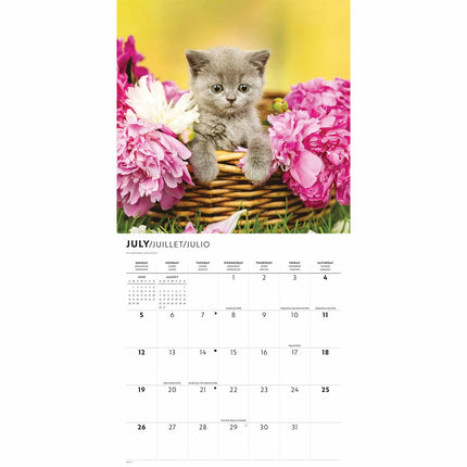 CarouselCalendars Schattige Kittens Kalender 2026