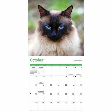 CarouselCalendars Siamees Kalender 2026