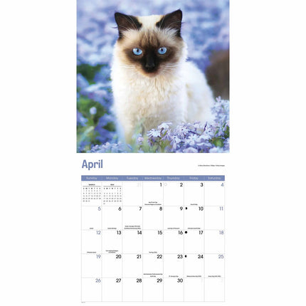 CarouselCalendars Siamees Kalender 2026
