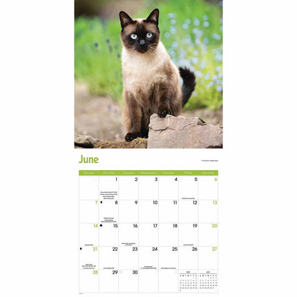 CarouselCalendars Siamees Kalender 2026