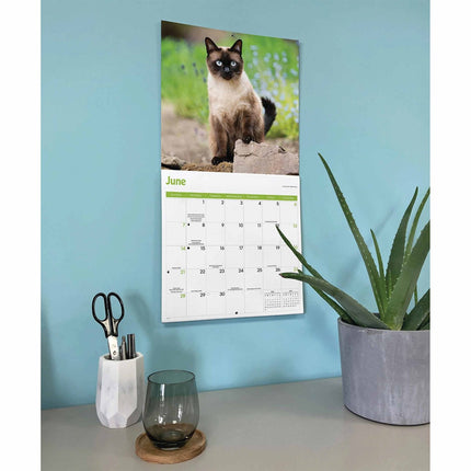 CarouselCalendars Siamees Kalender 2026