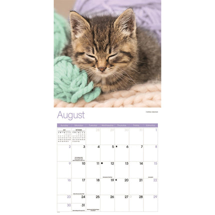 CarouselCalendars Slapende Kittens Kalender 2026