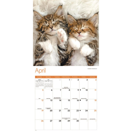CarouselCalendars Slapende Kittens Kalender 2026