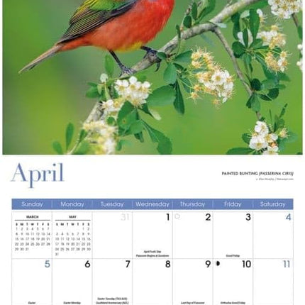 CarouselCalendars Songbirds Kalender 2026