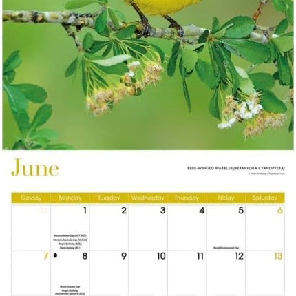 CarouselCalendars Songbirds Kalender 2026