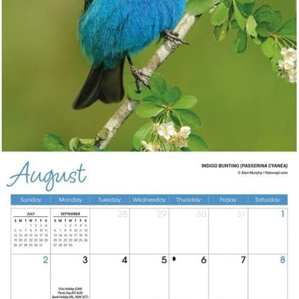 CarouselCalendars Songbirds Kalender 2026 Mini