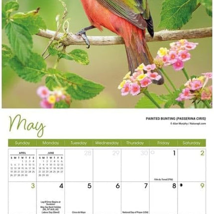 CarouselCalendars Songbirds Kalender 2026 Mini