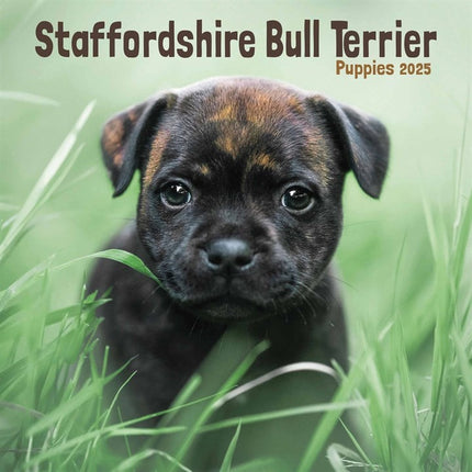CarouselCalendars Staffordshire Bull Terrier Puppies Mini Kalender 2025