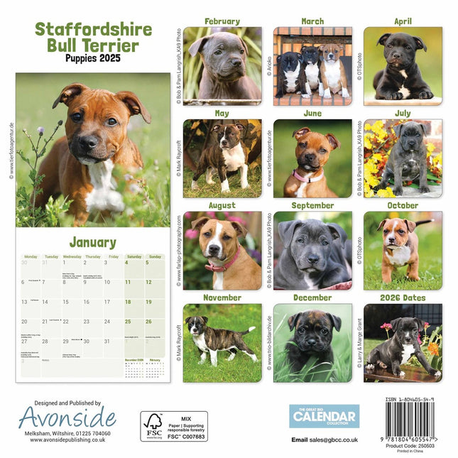 CarouselCalendars Staffordshire Bull Terrier Puppies Mini Kalender 2025