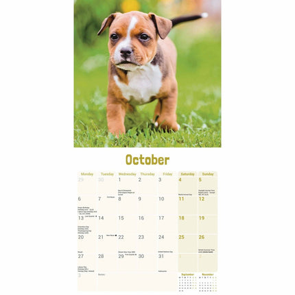 CarouselCalendars Staffordshire Bull Terrier Puppies Mini Kalender 2025
