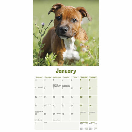 CarouselCalendars Staffordshire Bull Terrier Puppies Mini Kalender 2025