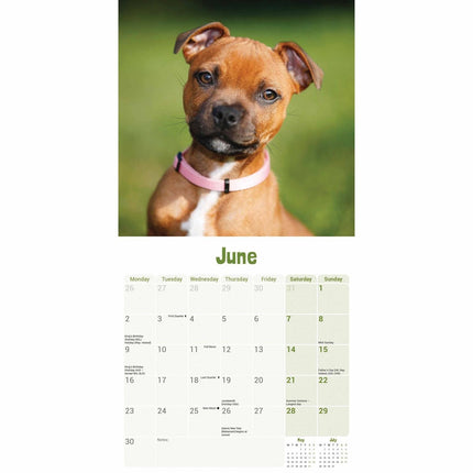 CarouselCalendars Staffordshire Bull Terrier Puppies Mini Kalender 2025