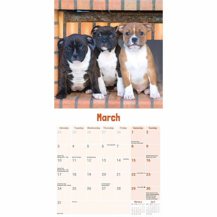 CarouselCalendars Staffordshire Bull Terrier Puppies Mini Kalender 2025