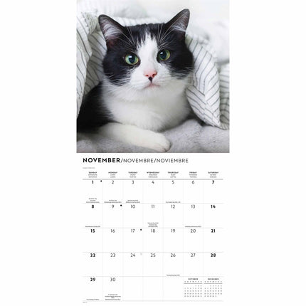 CarouselCalendars Tuxedo Katten Kalender 2026