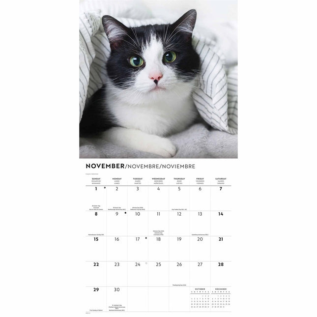 CarouselCalendars Tuxedo Katten Kalender 2026