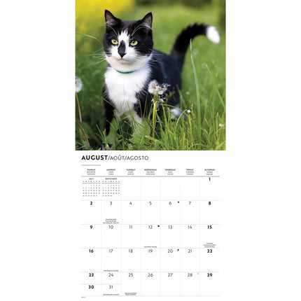CarouselCalendars Tuxedo Katten Kalender 2026