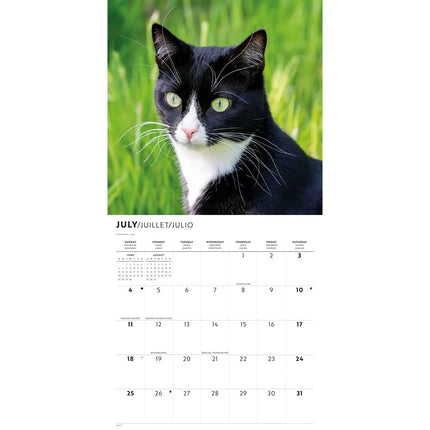 CarouselCalendars Tuxedo Katten Kalender 2027
