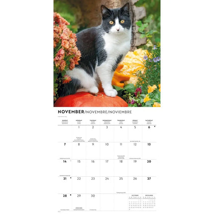 CarouselCalendars Tuxedo Katten Kalender 2027