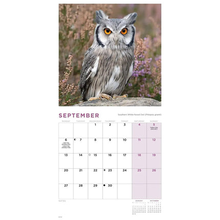 CarouselCalendars Uilen Kalender 2027 Mini