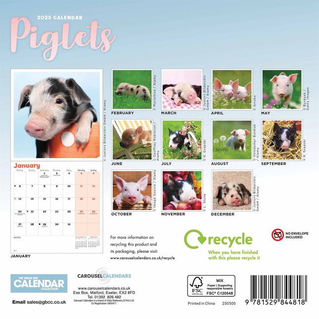 CarouselCalendars Varken Kalender 2025 Mini
