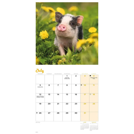 CarouselCalendars Varken Kalender 2027 Mini