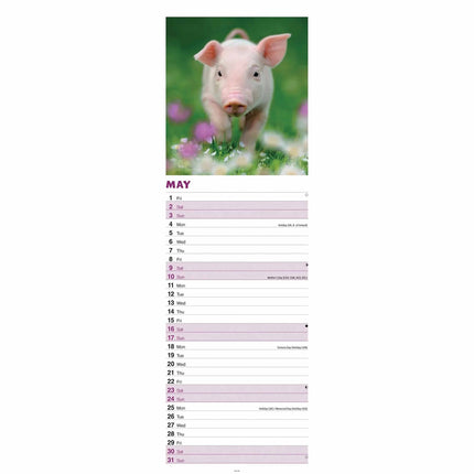 CarouselCalendars Varkens Kalender Slimline 2026