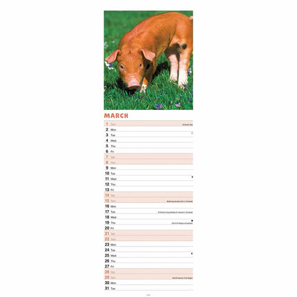 CarouselCalendars Varkens Kalender Slimline 2026