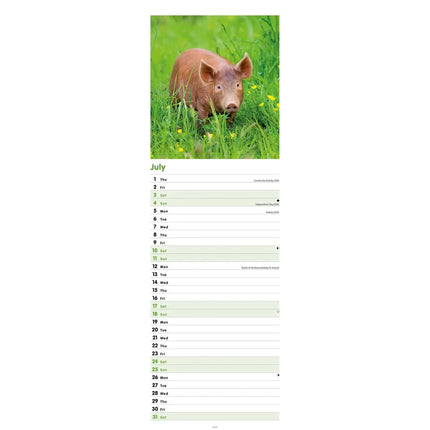 CarouselCalendars Varkens Kalender Slimline 2026