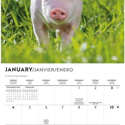 CarouselCalendars Varkens Mini Kalender 2026