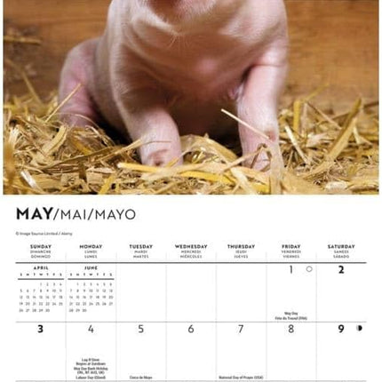 CarouselCalendars Varkens Mini Kalender 2026