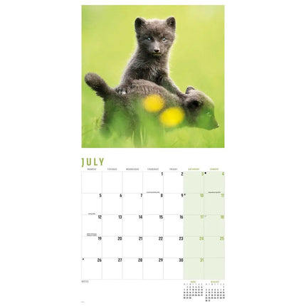 CarouselCalendars Vossen Kalender 2027