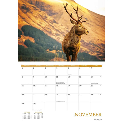 CarouselCalendars Wildlife Of Britain A4 Kalender 2027