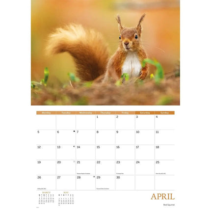 CarouselCalendars Wildlife Of Britain A4 Kalender 2027