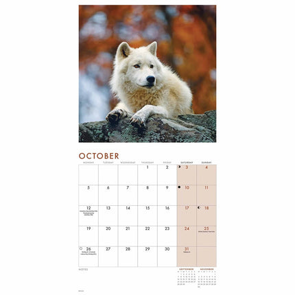 CarouselCalendars Wolven Kalender 2027 Mini
