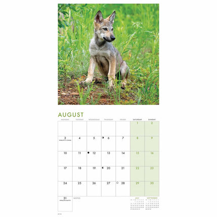 CarouselCalendars Wolven Kalender 2027 Mini