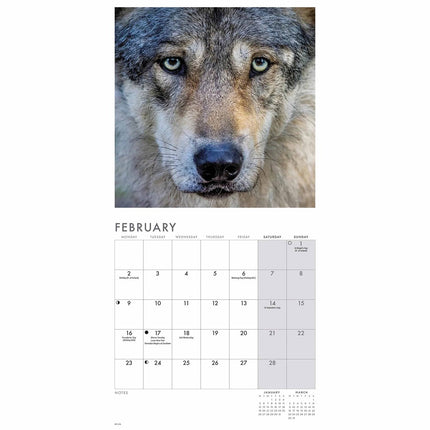 CarouselCalendars Wolven Kalender 2027 Mini
