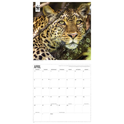 CarouselCalendars WWF Big Cats Kalender 2027